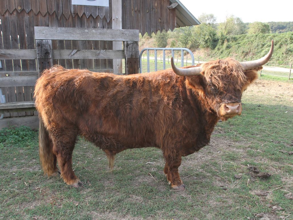 vache3